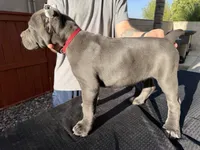 Red collar, a male Cane Corso for sale in Riverside, CA – 8 of 10