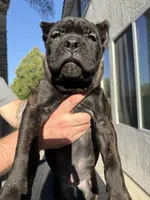 Orange collar, a female Cane Corso for sale in Riverside, CA – 5 of 10