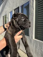 Orange collar, a female Cane Corso for sale in Riverside, CA – 7 of 10