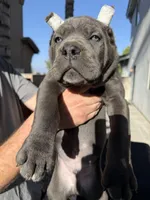 Red collar, a male Cane Corso for sale in Riverside, CA – 5 of 10