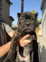 Orange collar, a female Cane Corso for sale in Riverside, CA – 3 of 10