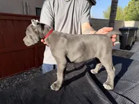 Red collar, a male Cane Corso for sale in Riverside, CA – 9 of 10