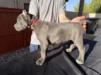 Red collar, a male Cane Corso for sale in Riverside, CA – 10 of 10