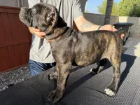 Orange collar, a female Cane Corso for sale in Riverside, CA – 9 of 10