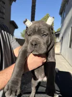 Red collar, a male Cane Corso for sale in Riverside, CA – 7 of 10