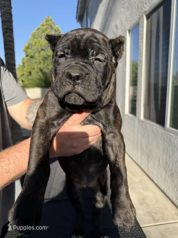 Orange collar – Cane Corso puppy for sale in Riverside, CA