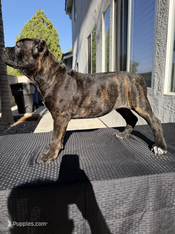 Orange collar – Cane Corso puppy for sale in Riverside, CA