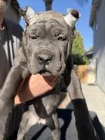 Purple collar, a female Cane Corso for sale in Riverside, CA – 4 of 5