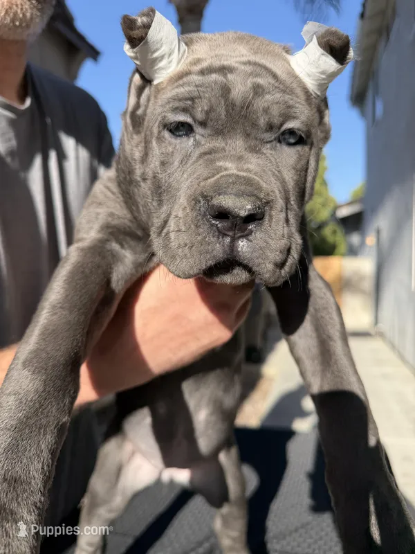 Purple collar – Cane Corso puppy for sale in Riverside, CA