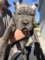 Purple collar, a female Cane Corso for sale in Riverside, CA – 3 of 5