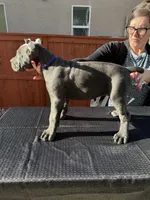 Purple collar, a female Cane Corso for sale in Riverside, CA – 5 of 5