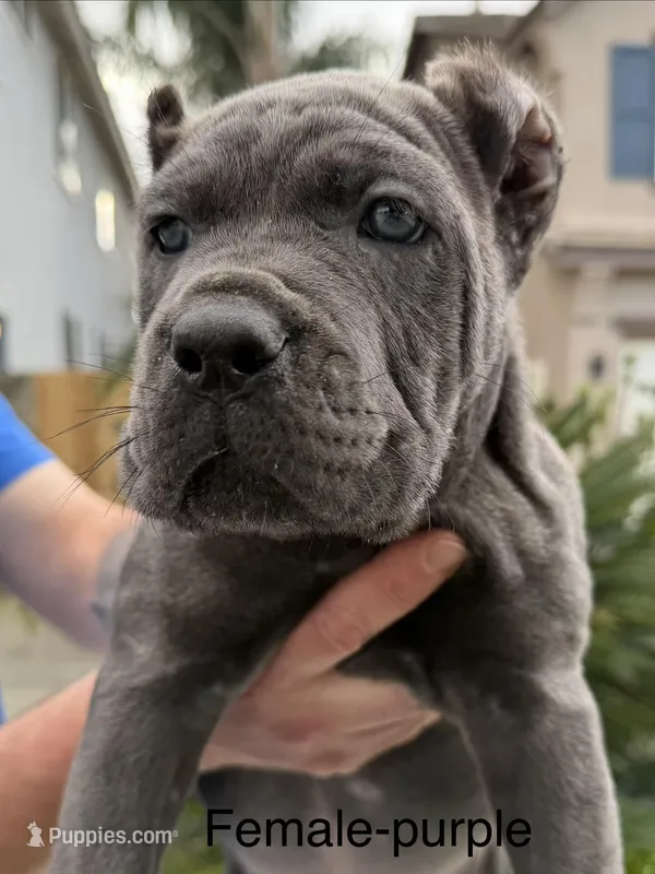 Purple collar – Cane Corso puppy for sale in Riverside, CA