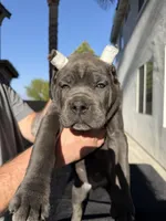 Red collar, a male Cane Corso for sale in Riverside, CA – 3 of 10