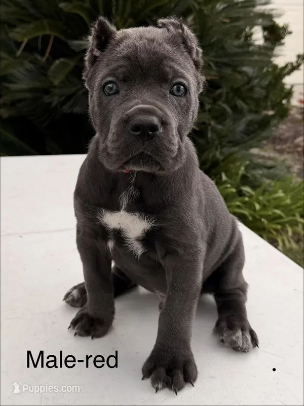 Red collar – Cane Corso puppy for sale in Riverside, CA