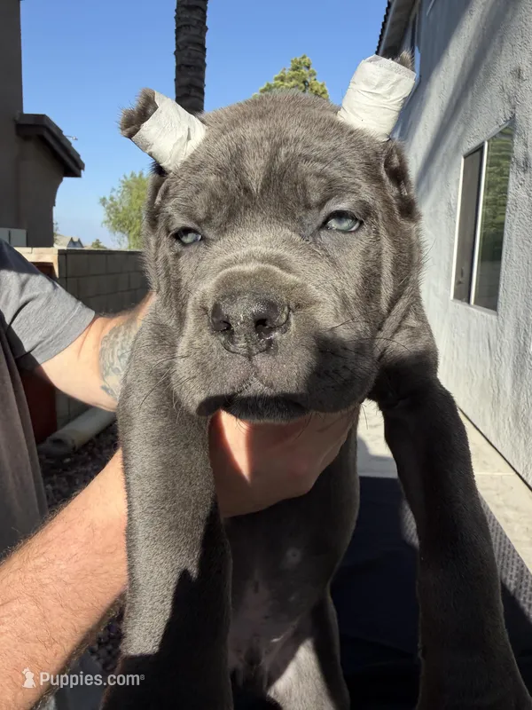 Red collar – Cane Corso puppy for sale in Riverside, CA