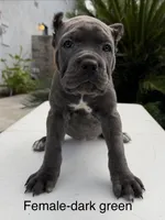 Dark Green Collar, a female Cane Corso for sale in Riverside, CA – 2 of 4