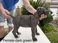Dark Green Collar, a female Cane Corso for sale in Riverside, CA – 4 of 4