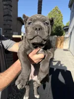 Green, a female Cane Corso for sale in Riverside, CA – 3 of 6