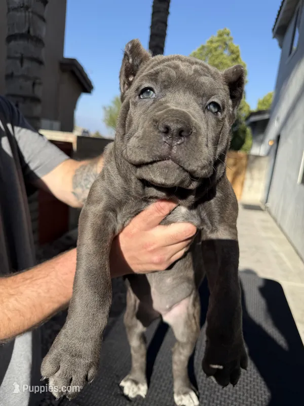 Green – Cane Corso puppy for sale in Riverside, CA