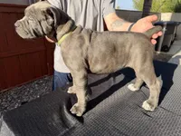 Green, a female Cane Corso for sale in Riverside, CA – 5 of 6