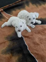 Stella, a female Miniature Schnauzer for sale in Camden, SC – Photo 3 of 3