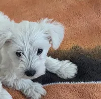 Stella, a female Miniature Schnauzer for sale in Camden, SC – Photo 2 of 3