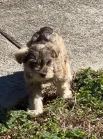 Kay, a female Miniature Schnauzer for sale in Camden, SC – Photo 3 of 7