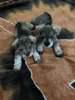 Kay, a female Miniature Schnauzer for sale in Camden, SC – Photo 4 of 7