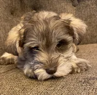 Kay, a female Miniature Schnauzer for sale in Camden, SC – Photo 7 of 7