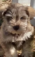Kay, a female Miniature Schnauzer for sale in Camden, SC – Photo 1 of 7