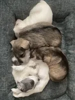 Kay, a female Miniature Schnauzer for sale in Camden, SC – Photo 5 of 7