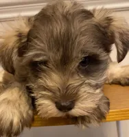 Kay, a female Miniature Schnauzer for sale in Camden, SC – Photo 6 of 7