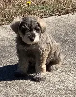 Max, a male Miniature Schnauzer for sale in Camden, SC – Photo 3 of 6