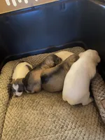 Max, a male Miniature Schnauzer for sale in Camden, SC – Photo 6 of 6