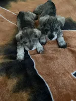 Max, a male Miniature Schnauzer for sale in Camden, SC – Photo 5 of 6