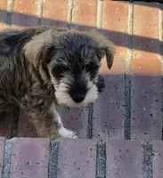 Max, a male Miniature Schnauzer for sale in Camden, SC – Photo 1 of 6