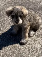 Max, a male Miniature Schnauzer for sale in Camden, SC – Photo 4 of 6