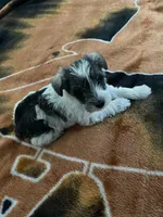 Parti, a male Miniature Schnauzer for sale in Camden, SC – Photo 1 of 4