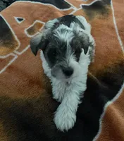 Parti, a male Miniature Schnauzer for sale in Camden, SC – Photo 4 of 4