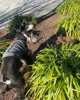 AKC Sena, a female Miniature Schnauzer for sale in Camden, SC – Photo 2 of 10