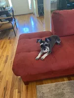 AKC Sena, a female Miniature Schnauzer for sale in Camden, SC – Photo 8 of 10