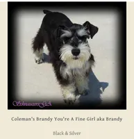 AKC Sena, a female Miniature Schnauzer for sale in Camden, SC – Photo 10 of 10