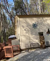 AKC Sena, a female Miniature Schnauzer for sale in Camden, SC – Photo 4 of 10