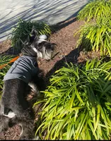 AKC Sena, a female Miniature Schnauzer for sale in Camden, SC – Photo 6 of 10