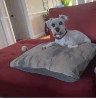 CKC Paisley, a female Miniature Schnauzer for sale in Camden, SC – Photo 3 of 3