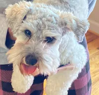 CKC Paisley, a female Miniature Schnauzer for sale in Camden, SC – Photo 2 of 3