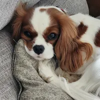 processed/85638726-0ac2-4fe9-ac1b-4ced3fa310c9/facility/f2e65f70-36cf-4b1a-a6f0-ad4974c04d74