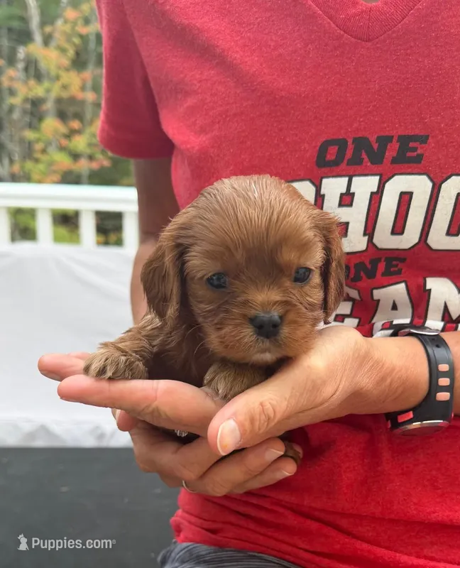 Maple AKC – Cavalier King Charles Spaniel puppy for sale in Belmont, NH