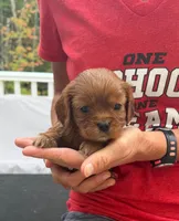 Maple AKC, a female Cavalier King Charles Spaniel for sale in Belmont, NH – 1 of 6