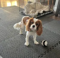 Bella, a female Cavalier King Charles Spaniel for sale in Belmont, NH – 6 of 6